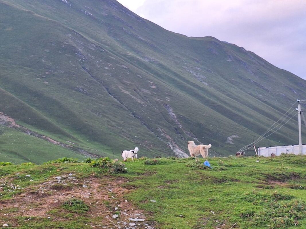 kavkaz gruzija kule